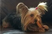 Tcup puppy, a female Yorkshire Terrier for sale in Fairbanks, AK – Photo 1 of 7