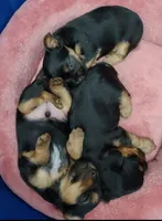 Tcup puppy, a female Yorkshire Terrier for sale in Fairbanks, AK – Photo 2 of 7