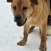 Buddy, a male Chinese Shar-Pei for sale in Fairbanks, AK – Photo 8 of 9