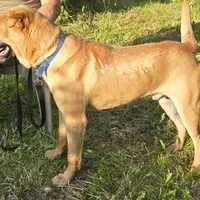 Buddy, a male Chinese Shar-Pei for sale in Fairbanks, AK – Photo 7 of 9