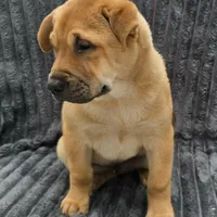 Buddy, a male Chinese Shar-Pei for sale in Fairbanks, AK – Photo 2 of 9