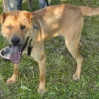 Buddy, a male Chinese Shar-Pei for sale in Fairbanks, AK – Photo 9 of 9