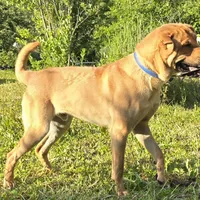 Buddy, a male Chinese Shar-Pei for sale in Fairbanks, AK – Photo 6 of 9