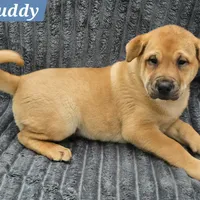 Buddy, a male Chinese Shar-Pei for sale in Fairbanks, AK – Photo 3 of 9