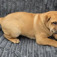 Buddy, a male Chinese Shar-Pei for sale in Fairbanks, AK – Photo 4 of 9