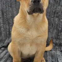Buddy, a male Chinese Shar-Pei for sale in Fairbanks, AK – Photo 5 of 9
