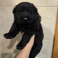 processed/dcae720b-5950-4433-93e7-a0d653093aab/listing/75c73a36-ebd2-4a69-a6d6-8b7cc6e30b41/e74f66c1-b7e6-4ee7-b12e-a6b85c5e515b