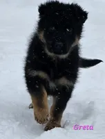 Greta , a female German Shepherd Dog for sale in Fairbanks, AK – Photo 3 of 8