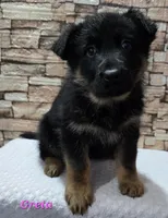 Greta , a female German Shepherd Dog for sale in Fairbanks, AK – Photo 7 of 8