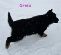 Greta , a female German Shepherd Dog for sale in Fairbanks, AK – Photo 4 of 8