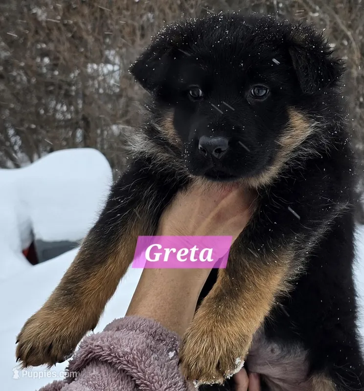 Greta 