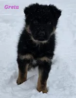 Greta , a female German Shepherd Dog for sale in Fairbanks, AK – Photo 8 of 8