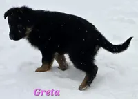 Greta , a female German Shepherd Dog for sale in Fairbanks, AK – Photo 6 of 8