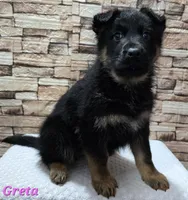 Greta , a female German Shepherd Dog for sale in Fairbanks, AK – Photo 2 of 8