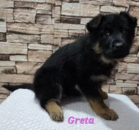Greta , a female German Shepherd Dog for sale in Fairbanks, AK – Photo 5 of 8