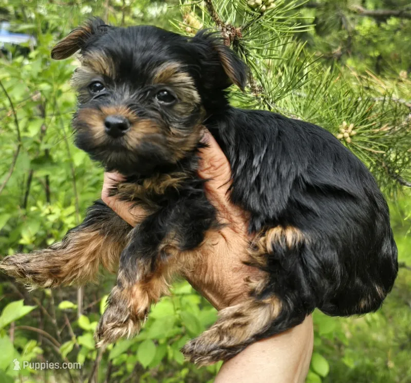 Teacup Peanut  – Yorkshire Terrier puppy for sale in Fairbanks, AK