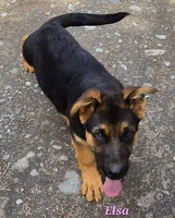 AkC European bloodline , a  German Shepherd Dog for sale in Fairbanks, AK – 4 of 5
