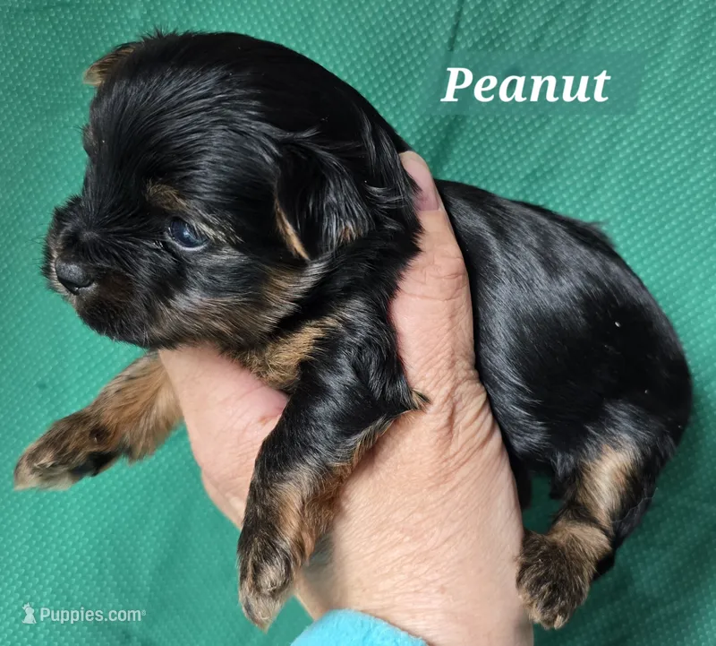 Teacup Peanut  – Yorkshire Terrier puppy for sale in Fairbanks, AK