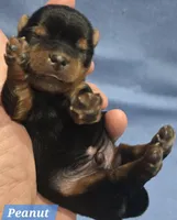 Teacup Peanut , a male Yorkshire Terrier for sale in Fairbanks, AK – 4 of 4