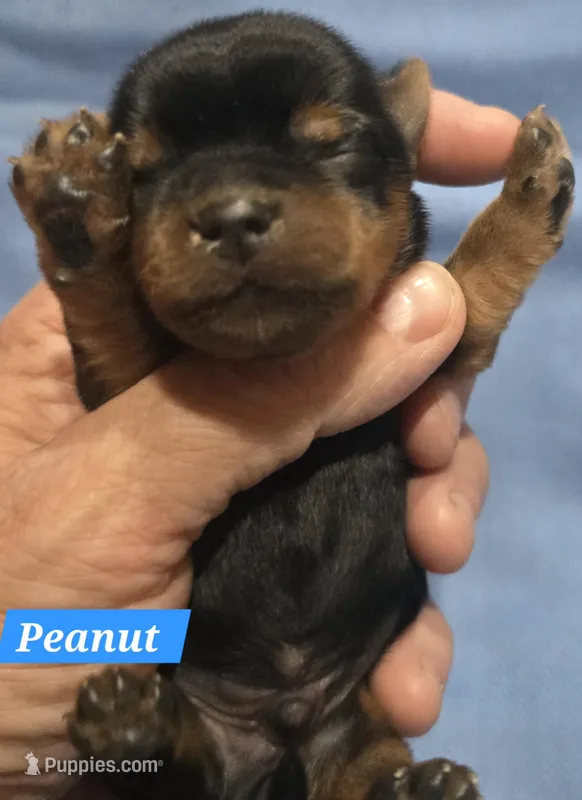 Teacup Peanut  – Yorkshire Terrier puppy for sale in Fairbanks, AK