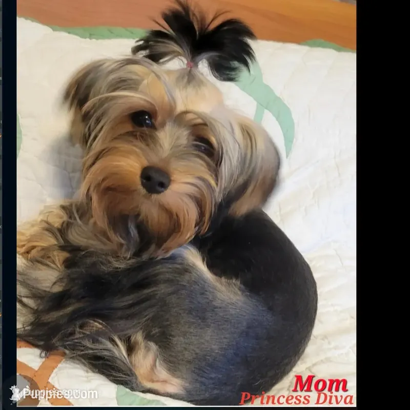 AKC European bloodline  – Yorkshire Terrier puppy for sale in Fairbanks, AK