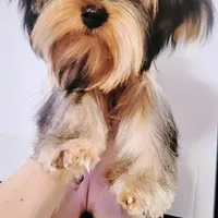 AKC European bloodline , a  Yorkshire Terrier for sale in Fairbanks, AK – Photo 2 of 6