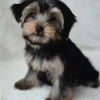 AKC European bloodline , a  Yorkshire Terrier for sale in Fairbanks, AK – Photo 6 of 6