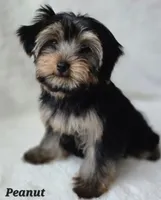 AKC European bloodline , a  Yorkshire Terrier for sale in Fairbanks, AK – Photo 6 of 6