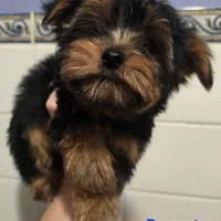 AKC European bloodline , a  Yorkshire Terrier for sale in Fairbanks, AK – Photo 3 of 6