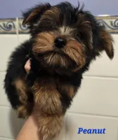 AKC European bloodline , a  Yorkshire Terrier for sale in Fairbanks, AK – Photo 3 of 6