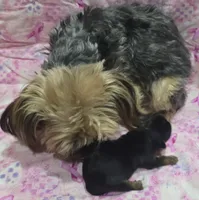 AKC European bloodline , a male Yorkshire Terrier for sale in Fairbanks, AK – 3 of 8