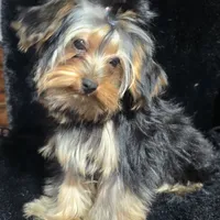 AKC European bloodline , a  Yorkshire Terrier for sale in Fairbanks, AK – Photo 5 of 6