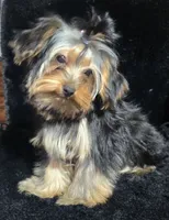 AKC European bloodline , a  Yorkshire Terrier for sale in Fairbanks, AK – Photo 5 of 6