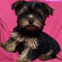 AKC European bloodline , a  Yorkshire Terrier for sale in Fairbanks, AK – Photo 4 of 6