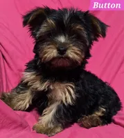 AKC European bloodline , a  Yorkshire Terrier for sale in Fairbanks, AK – Photo 4 of 6