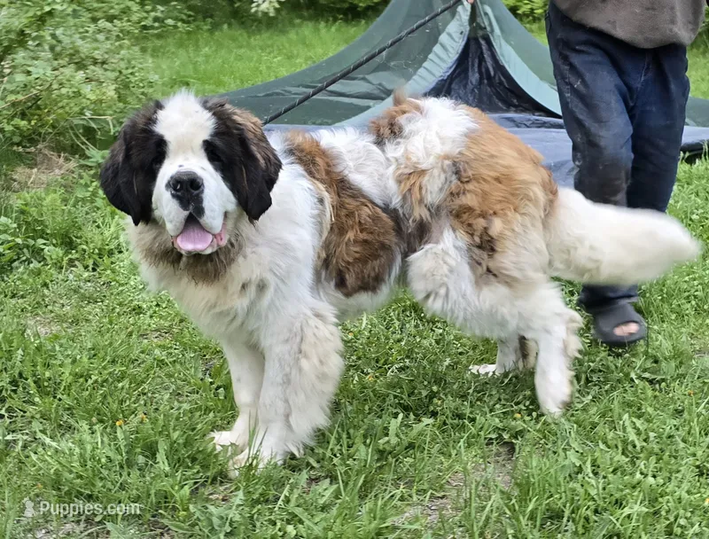 Akc Duke – Saint Bernard puppy for sale in Fairbanks, AK