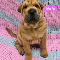 Nala, a female Chinese Shar-Pei for sale in Fairbanks, AK – Photo 3 of 7