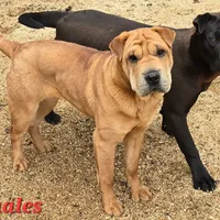 Nala, a female Chinese Shar-Pei for sale in Fairbanks, AK – Photo 4 of 7