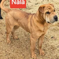 Nala, a female Chinese Shar-Pei for sale in Fairbanks, AK – Photo 7 of 7