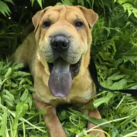 Nala, a female Chinese Shar-Pei for sale in Fairbanks, AK – Photo 5 of 7