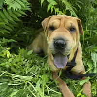 Nala, a female Chinese Shar-Pei for sale in Fairbanks, AK – Photo 1 of 7