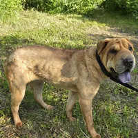 Nala, a female Chinese Shar-Pei for sale in Fairbanks, AK – Photo 2 of 7