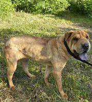 processed/dcae720b-5950-4433-93e7-a0d653093aab/listing/8a71d9c9-fc25-4892-81ff-15b6a4776982/c2c1746e-b8f9-4d41-a4ff-655caacb5f52