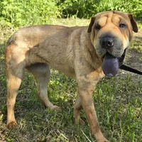 Nala, a female Chinese Shar-Pei for sale in Fairbanks, AK – Photo 6 of 7