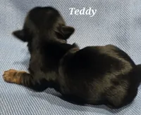 Teacup Teddy , a male Yorkshire Terrier for sale in Fairbanks, AK – 5 of 7