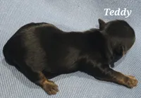Teacup Teddy , a male Yorkshire Terrier for sale in Fairbanks, AK – 7 of 7