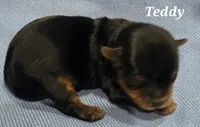Teacup Teddy , a male Yorkshire Terrier for sale in Fairbanks, AK – 3 of 7