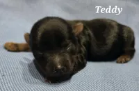 Teacup Teddy , a male Yorkshire Terrier for sale in Fairbanks, AK – 6 of 7
