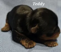 Teacup Teddy , a male Yorkshire Terrier for sale in Fairbanks, AK – 2 of 7