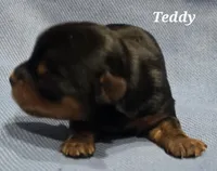 Teacup Teddy , a male Yorkshire Terrier for sale in Fairbanks, AK – 4 of 7